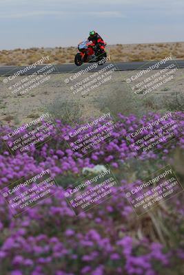 media/Jan-14-2023-SoCal Trackdays (Sat) [[497694156f]]/Turn 14 Exit Bloomig (145pm)/